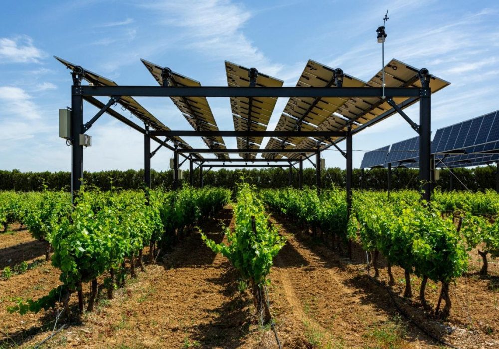 Agrivoltaisme vigne Panneaux photovoltaïques vigne