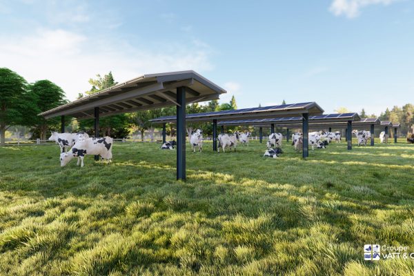 Agrivoltaïsme pour élevage bovin