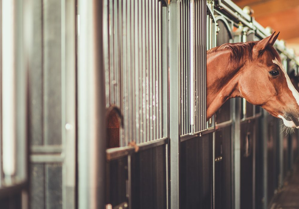 Cheval dans écurie solaire