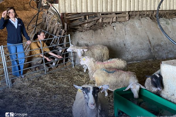 Arrivée des premières brebis à La Combié